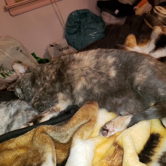 Meet your Posher, Mia - Picture 8 of 8